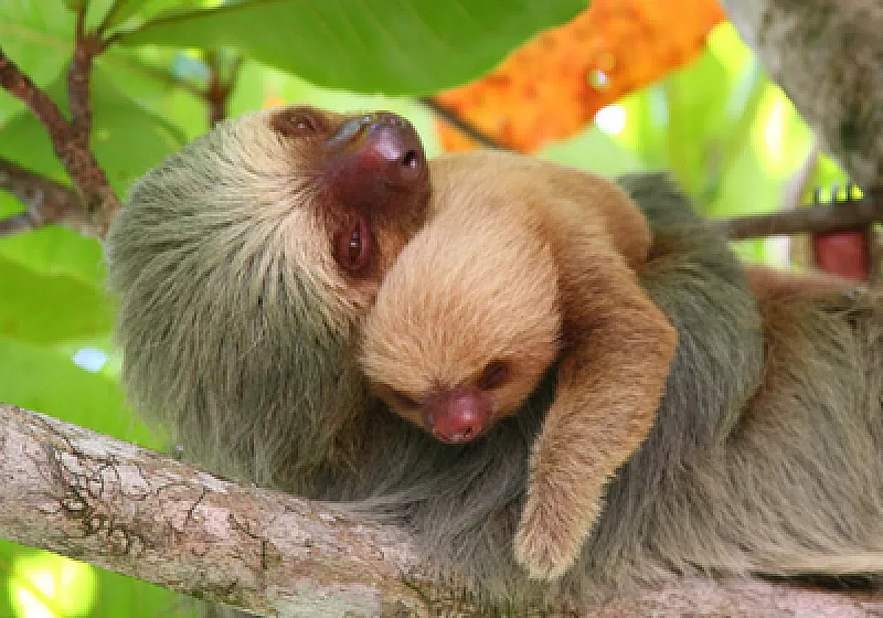 sloth with baby