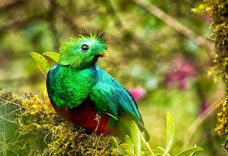 resplendent male quetzal costa rica