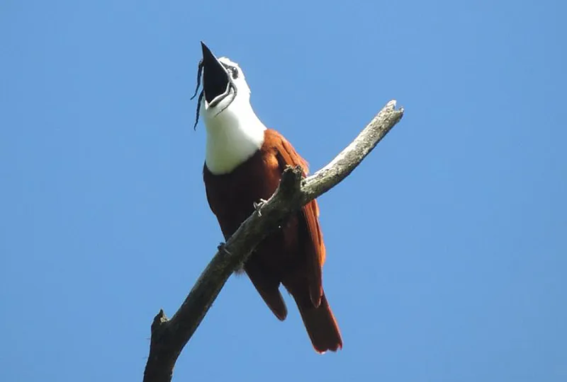 three wattled bellbird in costa rica