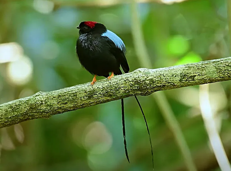 long tailed manakin costa rica