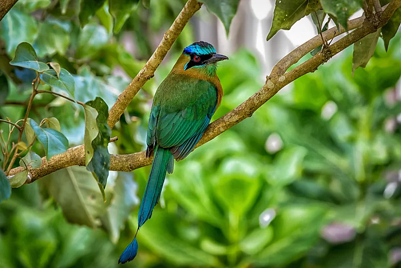 motmot costa rica