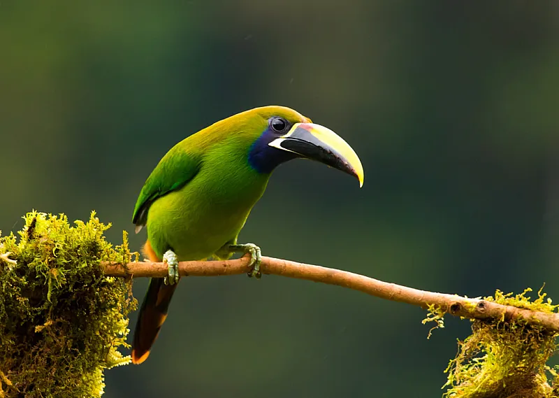 northern emerald toucanet costa rica