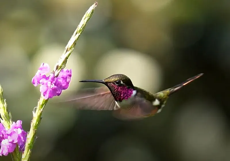 magenta throated woodstar costa rica