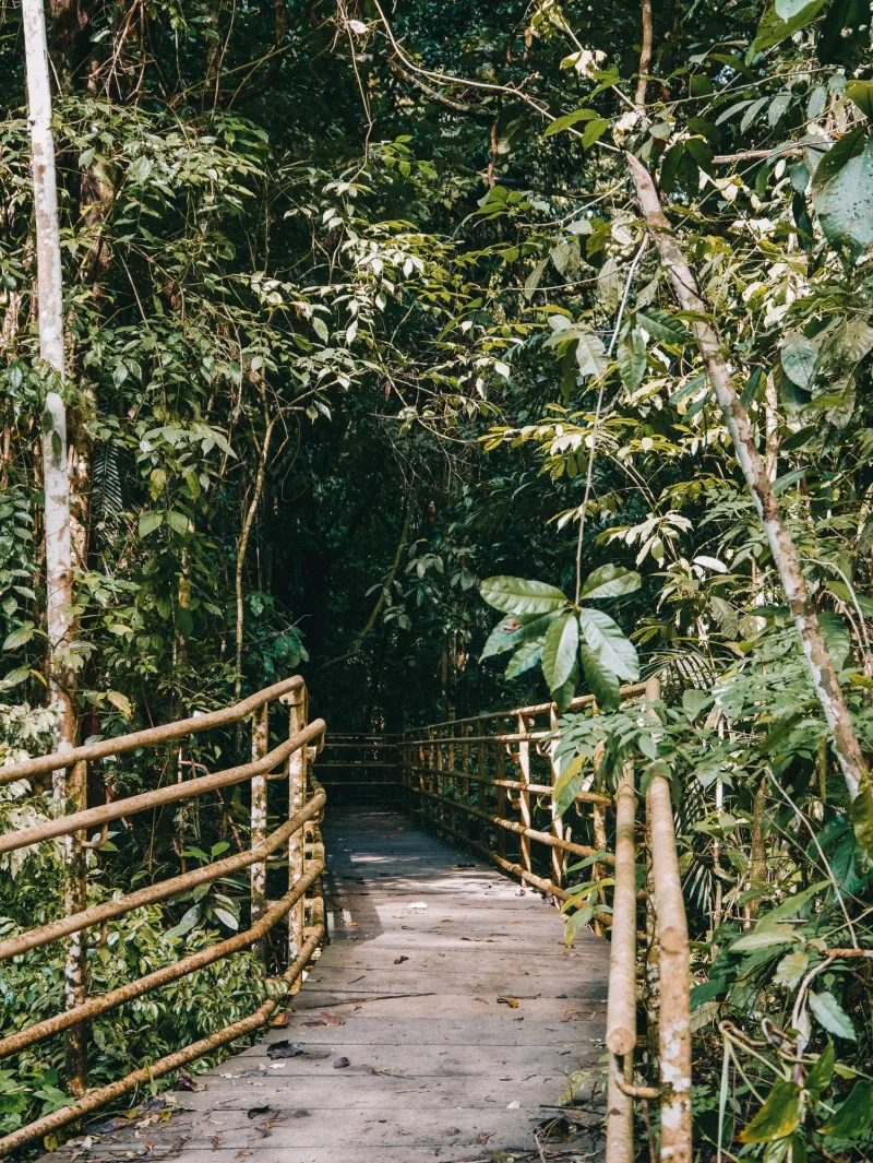 sloth in la fortuna costa rica