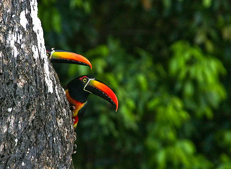 toucans in manuel antonio park