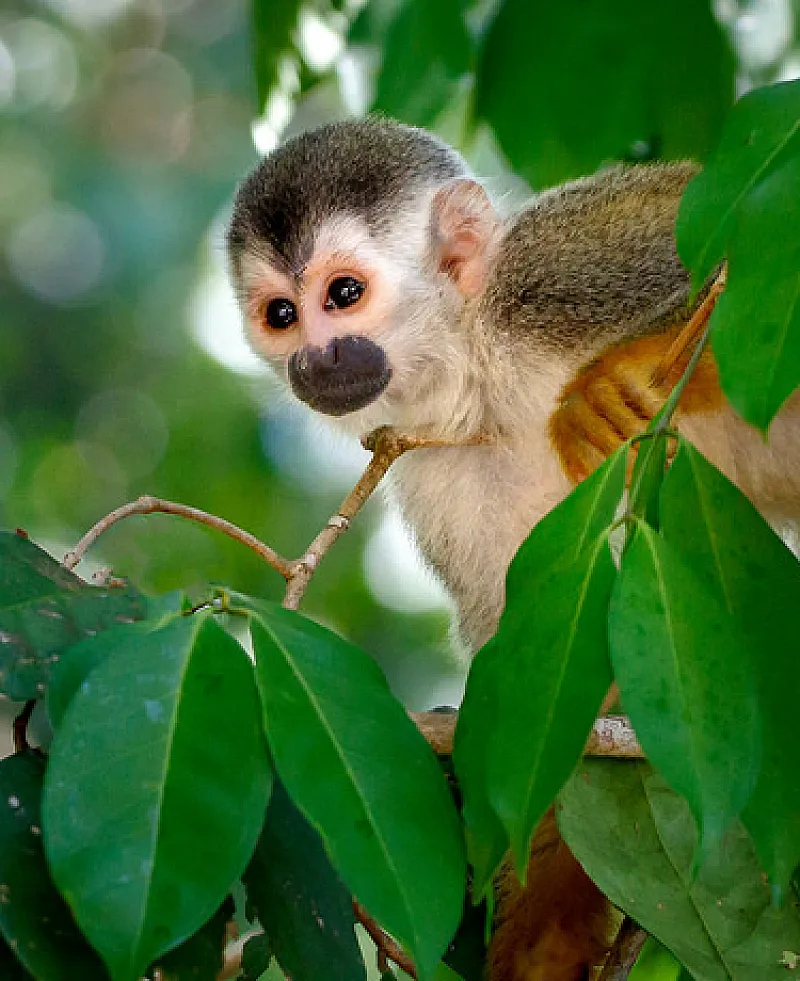 squirrel monkey manuel antonio