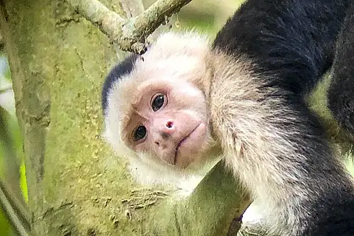 Manuel Antonio National Park Capuchin Monkey