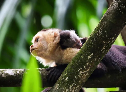 white face capuchin monkey mother and baby family in Manuel Antonio Costa Rica rainforest