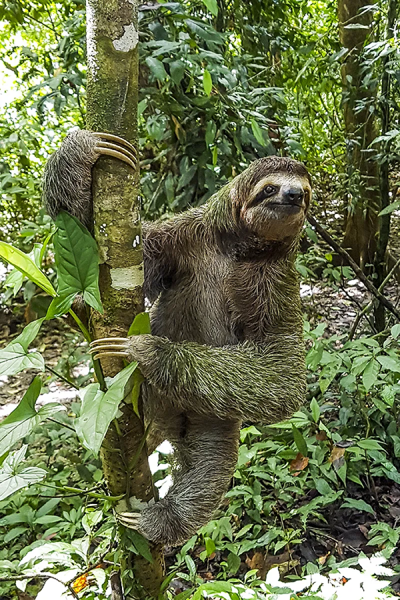 sloth costa rica