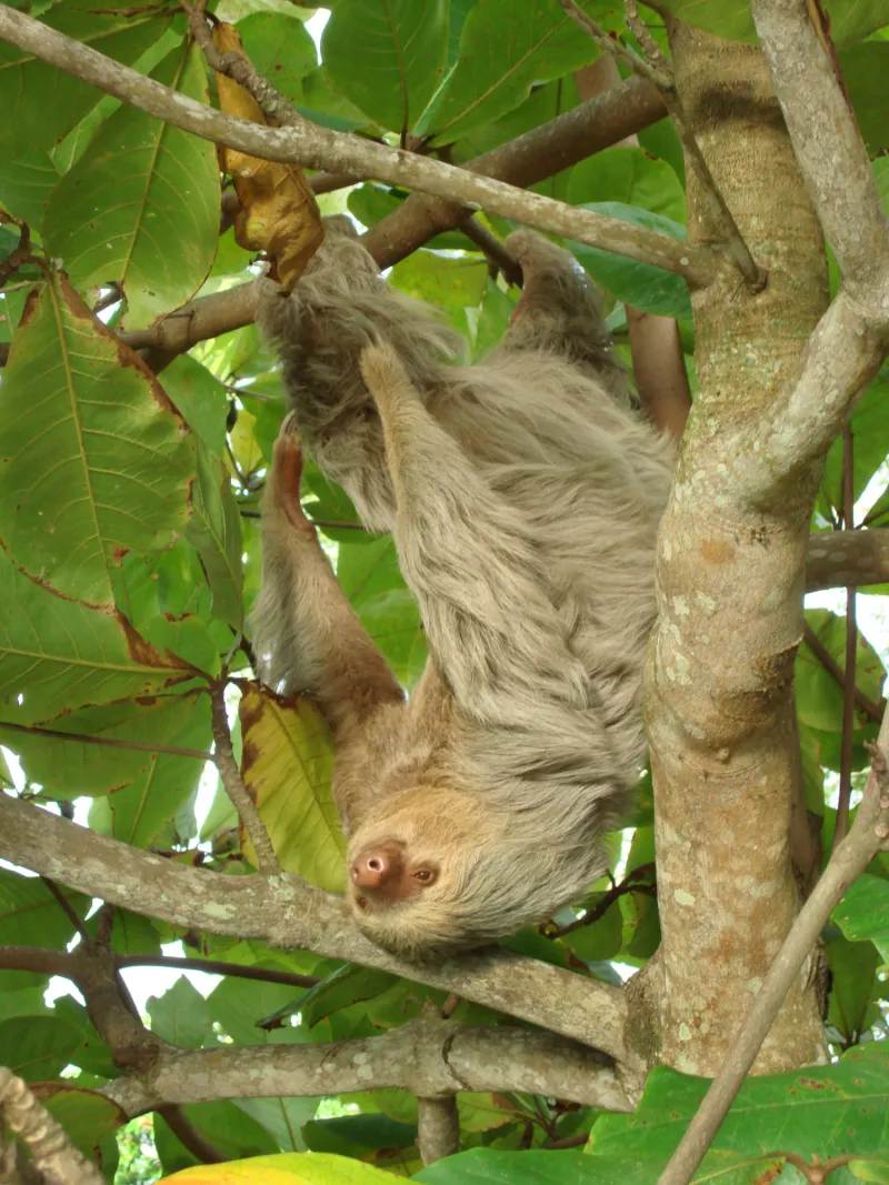 sloth costa rica