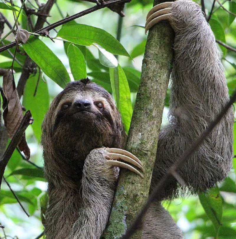 sloth in costa rica