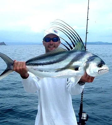 Rooster Fish Los Suenos Costa Rica