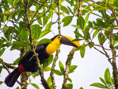 Incredible colorful tropical bird Costa Rica Toucan