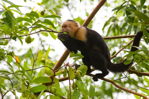 Capuchin monkey in Costa Rica