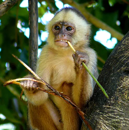 monkey jaco costa rica