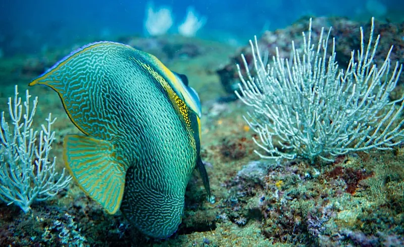 colorful fish snorkeling costa rica