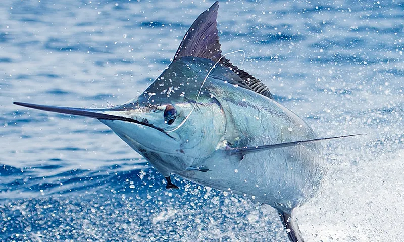 sailfish hooked los suenos fishing charter costa rica