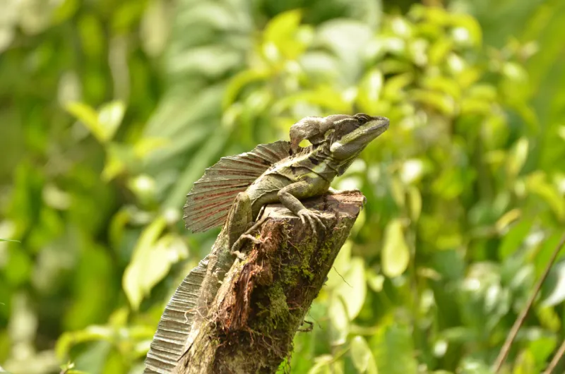 lizard costa rica