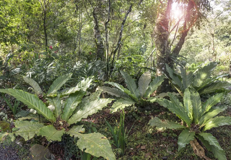 cloud forest plants in monteverde costa rica