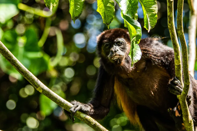 howler monkey monteverde costa rica cloud forest