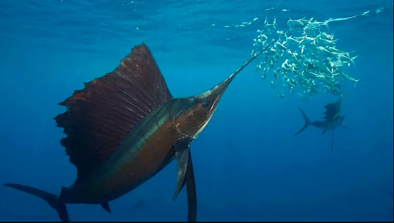 sailfish los suenos costa rica