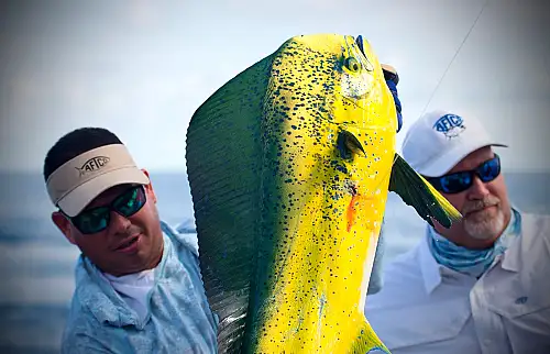 fish dorado costa rica