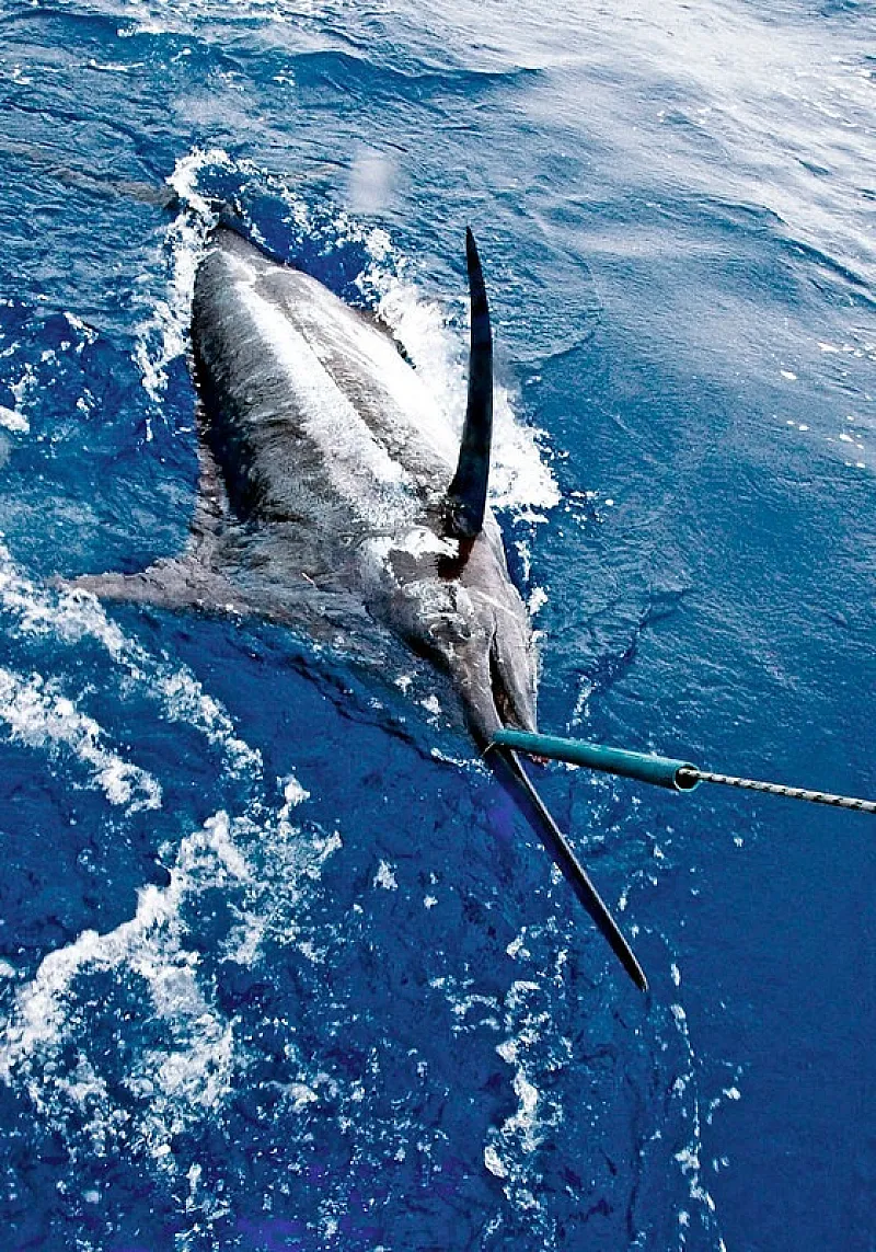 marlin los suenos costa rica