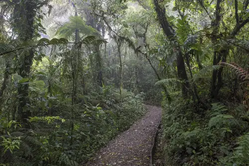 Monteverde Costa Rica Cloud Forest