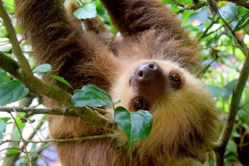 La Fortuna Costa Rica sloth