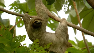 mangrove boat in the Damas Monkey Mangroves Costa Rica